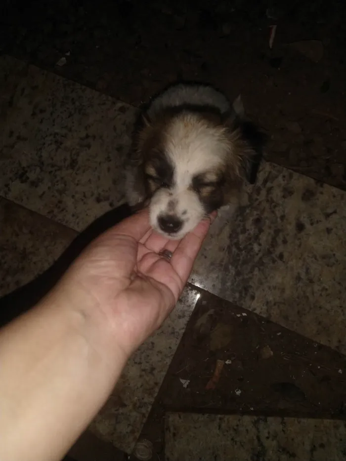 Cachorro ra a SRD-ViraLata idade 2 a 6 meses nome Sem nomes escolhidos 