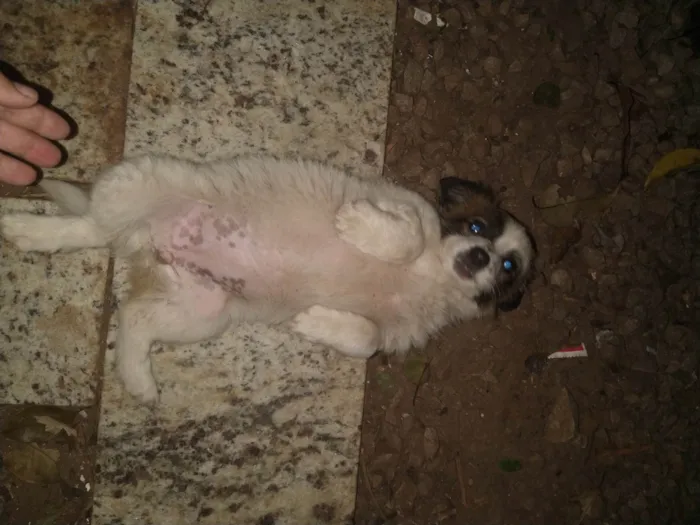 Cachorro ra a SRD-ViraLata idade 2 a 6 meses nome Sem nomes escolhidos 