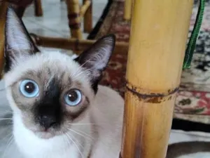 Gato raça Siamês idade 2 a 6 meses nome Pandora