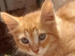 Gato raça SRD-ViraLata idade 2 a 6 meses nome Milo 