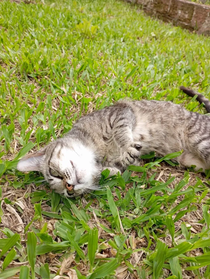 Gato ra a SRD-ViraLata idade 2 a 6 meses nome Meg