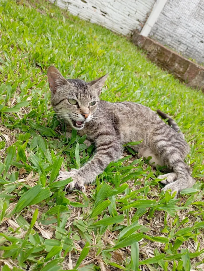 Gato ra a SRD-ViraLata idade 2 a 6 meses nome Meg