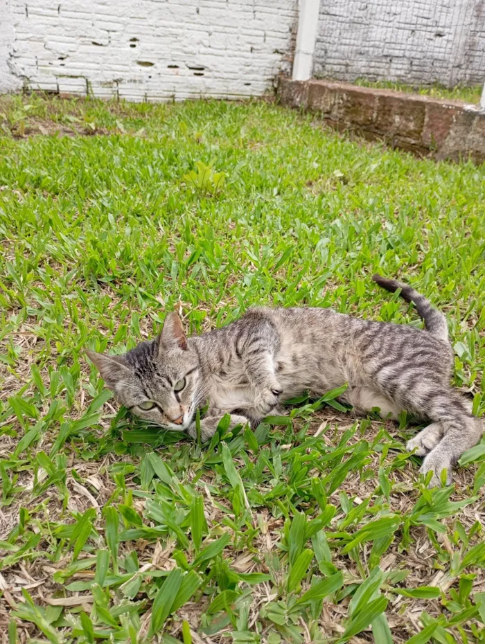 Gato ra a SRD-ViraLata idade 2 a 6 meses nome Meg