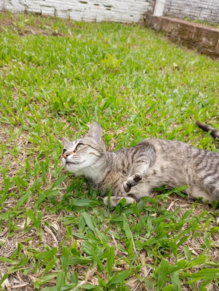 Gato ra a SRD-ViraLata idade 2 a 6 meses nome Meg