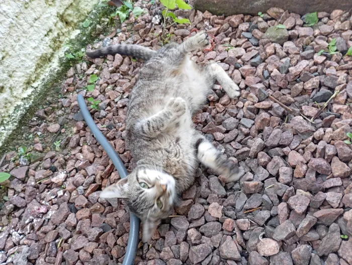 Gato ra a SRD-ViraLata idade 2 a 6 meses nome Meg