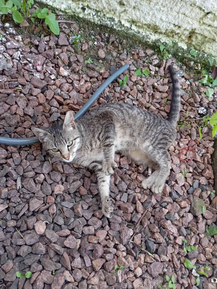 Gato ra a SRD-ViraLata idade 2 a 6 meses nome Meg