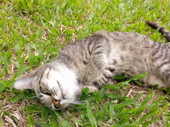 Gato ra a SRD-ViraLata idade 2 a 6 meses nome Meg