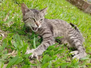 Gato raça SRD-ViraLata idade 2 a 6 meses nome Meg