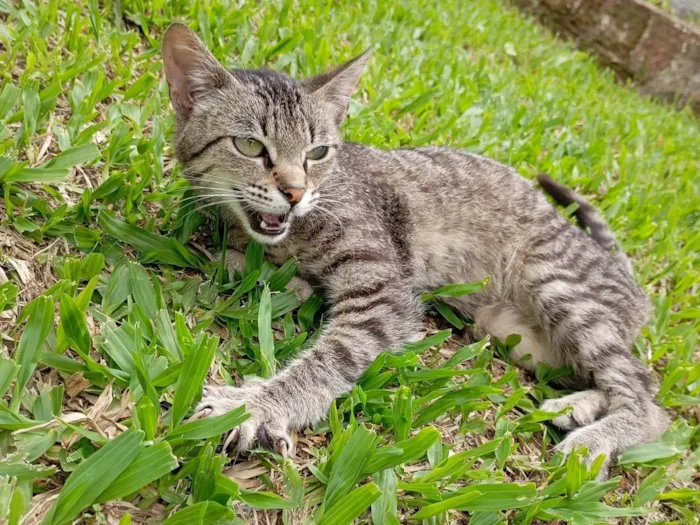 Gato ra a SRD-ViraLata idade 2 a 6 meses nome Meg