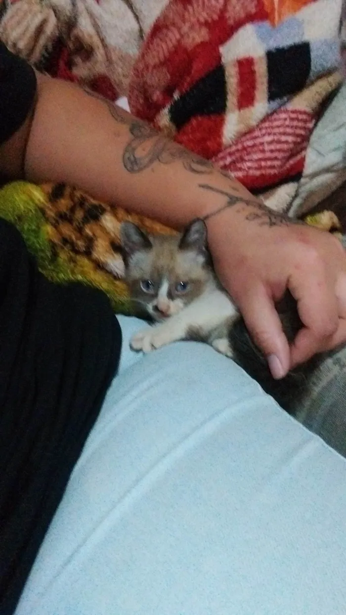 Gato ra a SRD-ViraLata idade 2 a 6 meses nome Cinzinha