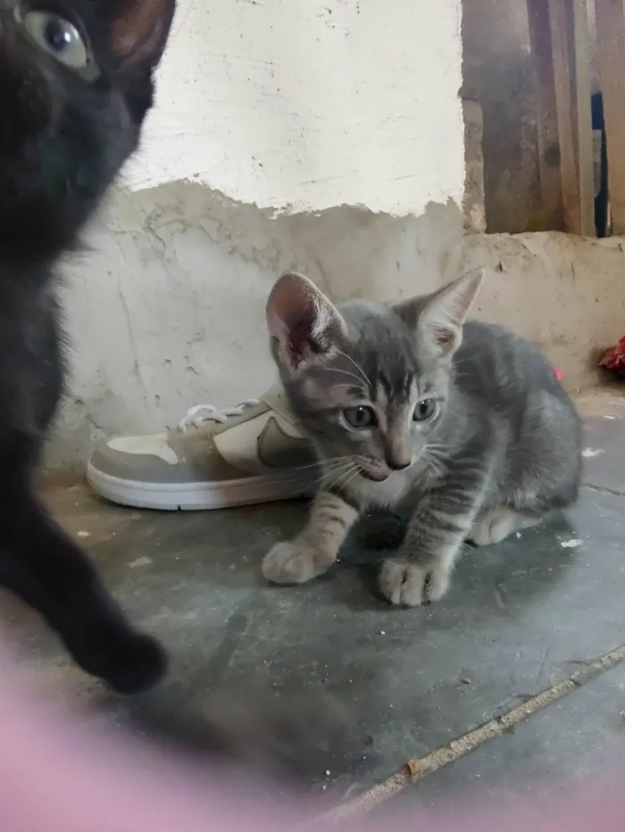 Gato ra a SRD-ViraLata idade Abaixo de 2 meses nome Gatinho