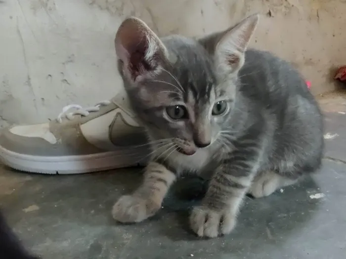 Gato ra a SRD-ViraLata idade Abaixo de 2 meses nome Gatinho