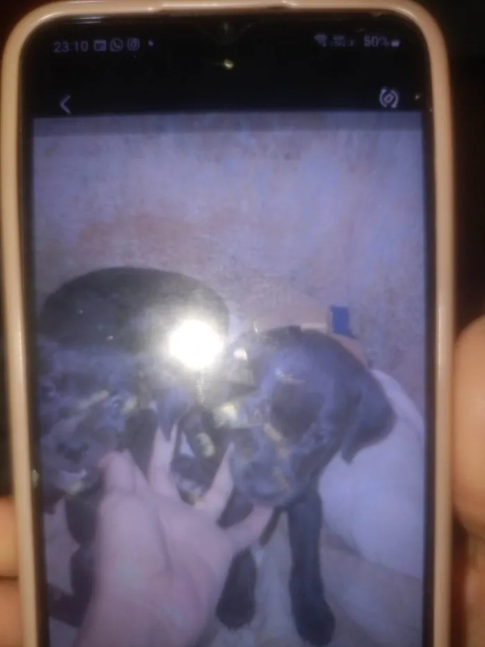 Cachorro ra a SRD-ViraLata idade 2 a 6 meses nome Pretinha