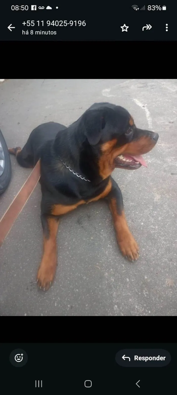 Cachorro ra a Rottweiler idade 1 ano nome Fiona