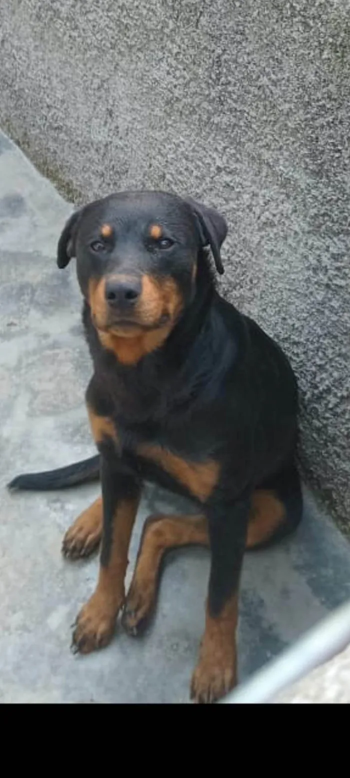 Cachorro ra a Rottweiler idade 1 ano nome Fiona