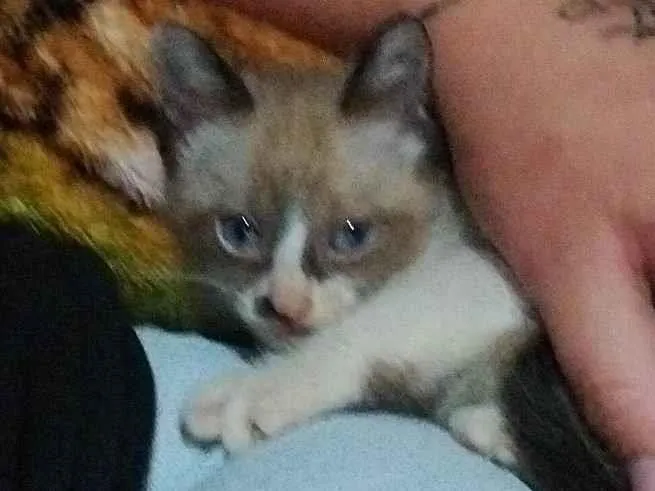 Gato ra a SRD-ViraLata idade 2 a 6 meses nome Cinzinha