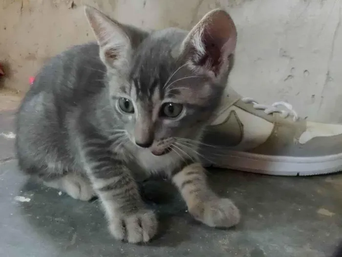 Gato ra a SRD-ViraLata idade Abaixo de 2 meses nome Gatinho