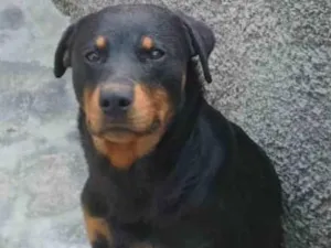 Cachorro raça Rottweiler idade 1 ano nome Fiona