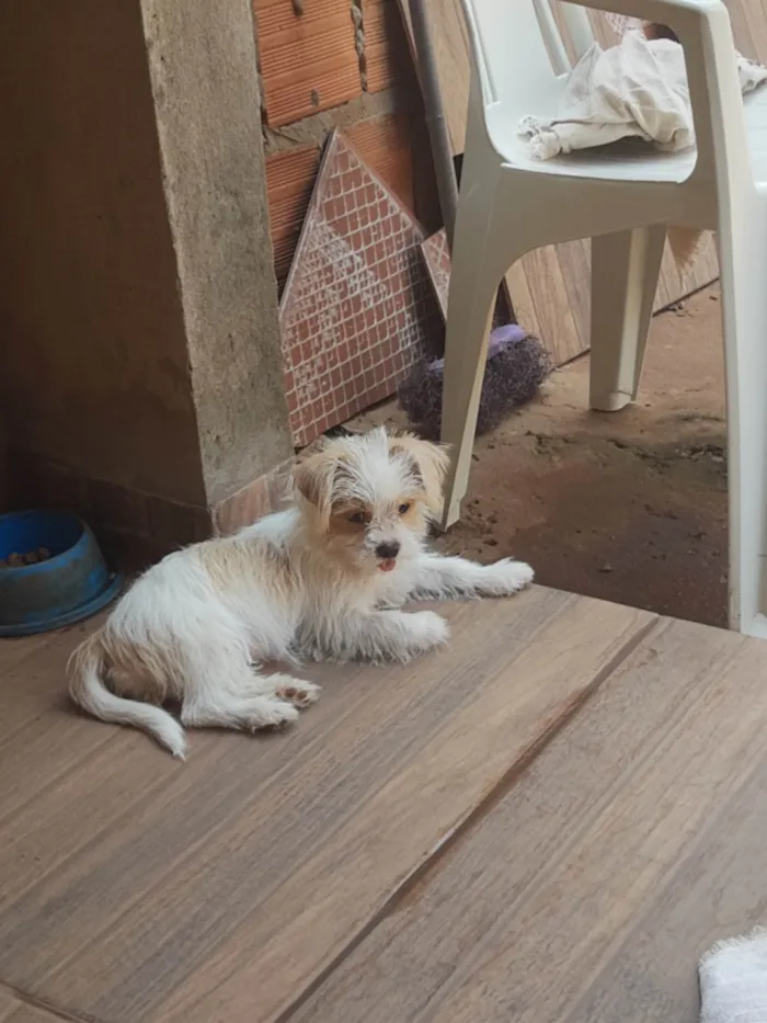 Cachorro ra a SRD-ViraLata idade 2 anos nome Belinha 