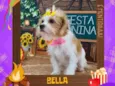 Belinha 