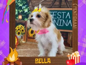 Cachorro raça SRD-ViraLata idade 2 anos nome Belinha 