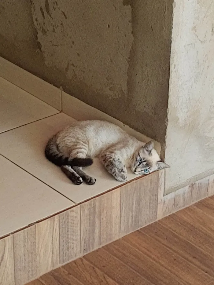 Gato ra a SRD-ViraLata idade 2 anos nome Princesa 