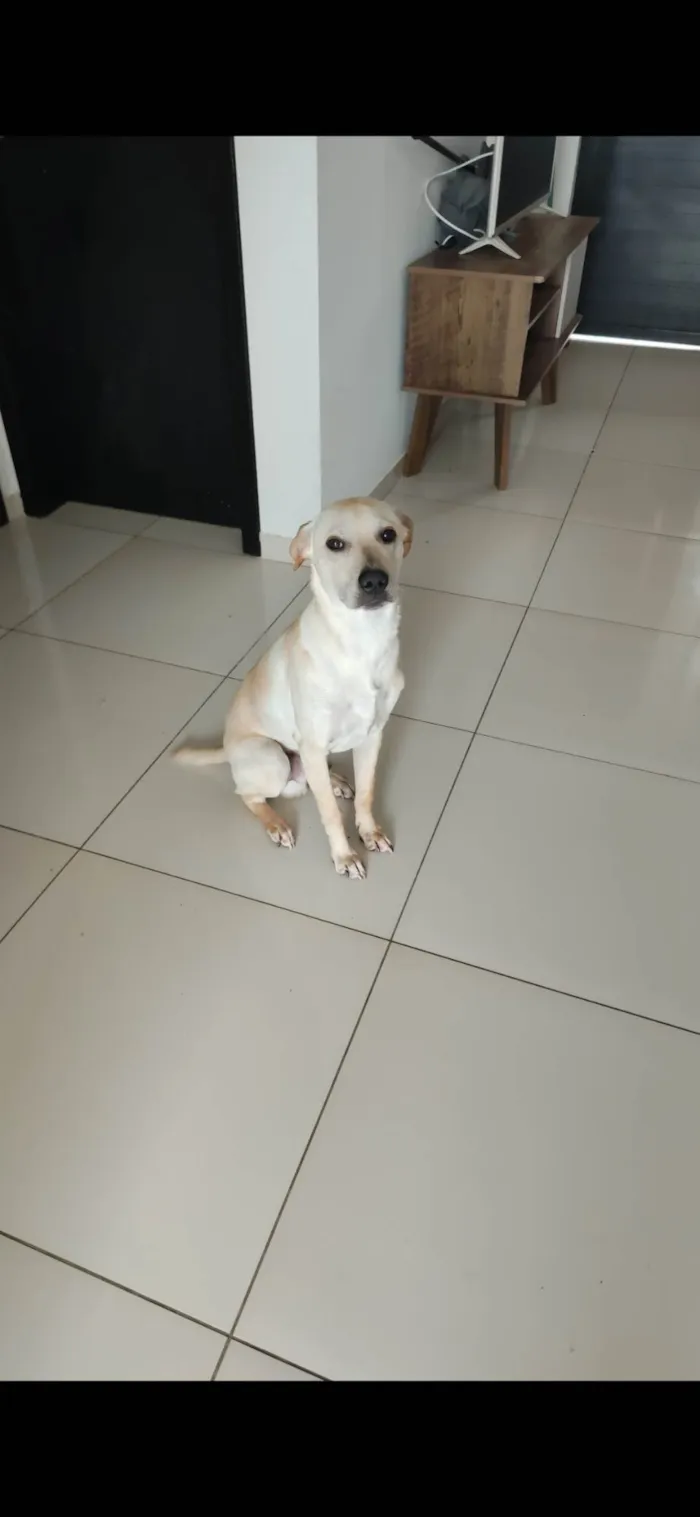 Cachorro ra a SRD-ViraLata idade 7 a 11 meses nome Guri