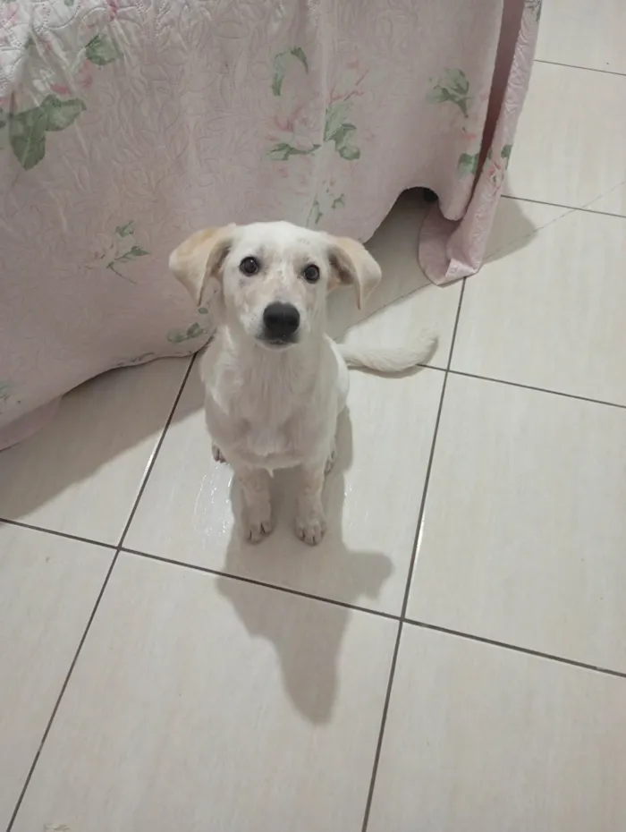 Cachorro ra a SRD-ViraLata idade 2 a 6 meses nome Kiara 