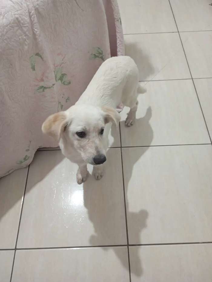 Cachorro ra a SRD-ViraLata idade 2 a 6 meses nome Kiara 