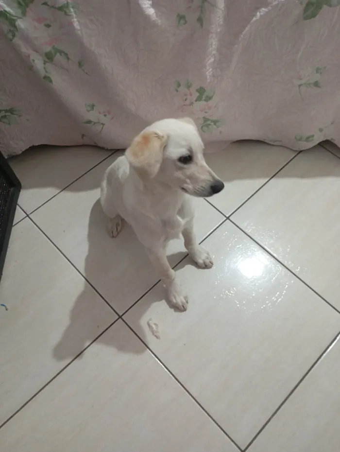 Cachorro ra a SRD-ViraLata idade 2 a 6 meses nome Kiara 