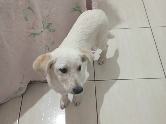 Cachorro ra a SRD-ViraLata idade 2 a 6 meses nome Kiara 