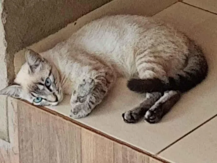 Gato ra a SRD-ViraLata idade 2 anos nome Princesa 