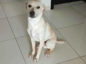 Cachorro raça SRD-ViraLata idade 7 a 11 meses nome Guri