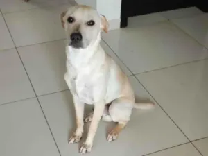 Cachorro raça SRD-ViraLata idade 7 a 11 meses nome Guri