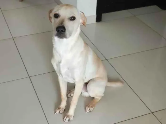 Cachorro ra a SRD-ViraLata idade 7 a 11 meses nome Guri