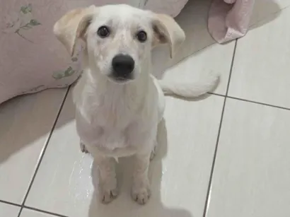 Cachorro raça SRD-ViraLata idade 2 a 6 meses nome Kiara 