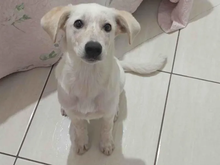 Cachorro ra a SRD-ViraLata idade 2 a 6 meses nome Kiara 