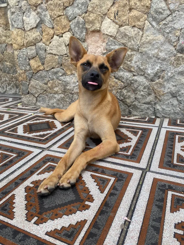 Cachorro ra a SRD-ViraLata idade 1 ano nome Yellow 