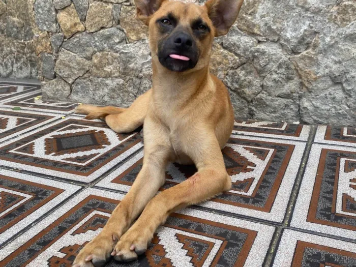 Cachorro ra a SRD-ViraLata idade 1 ano nome Yellow 