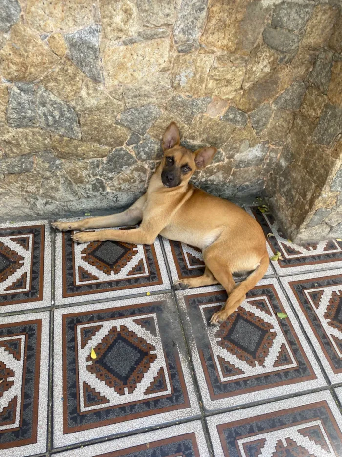 Cachorro ra a SRD-ViraLata idade 1 ano nome Yellow 