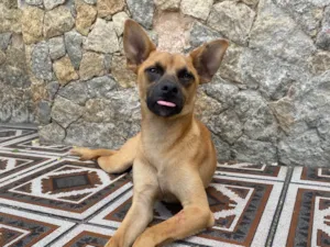 Cachorro raça SRD-ViraLata idade 1 ano nome Yellow 