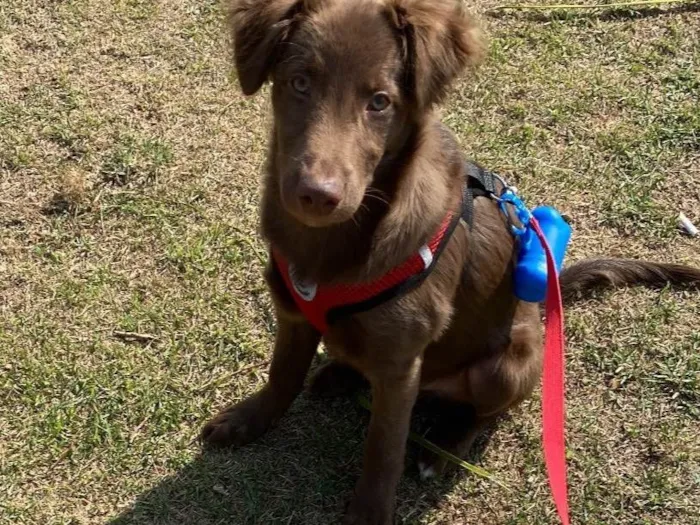 Cachorro ra a SRD-ViraLata idade 2 a 6 meses nome Oliver 