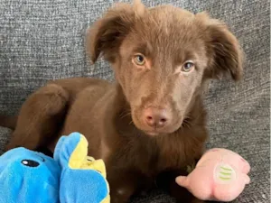 Cachorro raça SRD-ViraLata idade 2 a 6 meses nome Oliver 