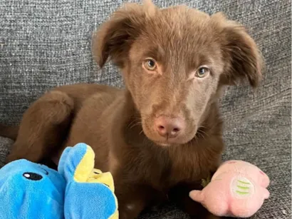 Cachorro raça SRD-ViraLata idade 2 a 6 meses nome Oliver 