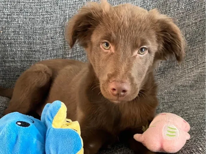 Cachorro ra a SRD-ViraLata idade 2 a 6 meses nome Oliver 