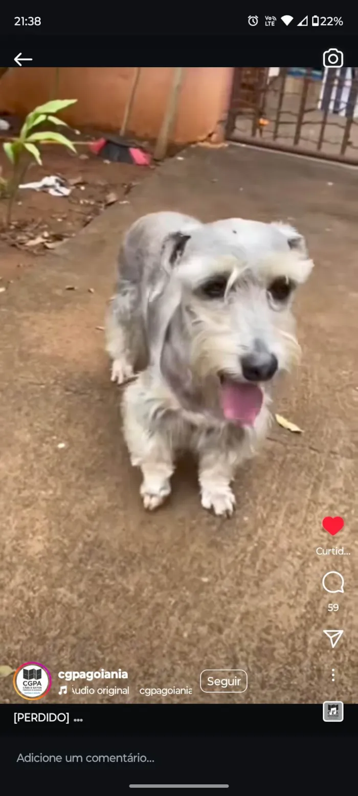 Cachorro ra a Shnauzer idade 6 ou mais anos nome Billy