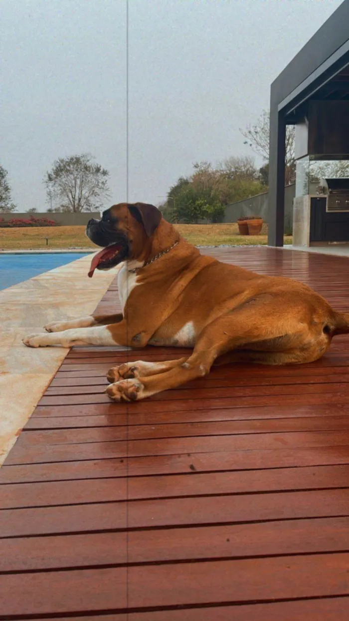 Cachorro ra a Boxer idade 6 ou mais anos nome Thor 