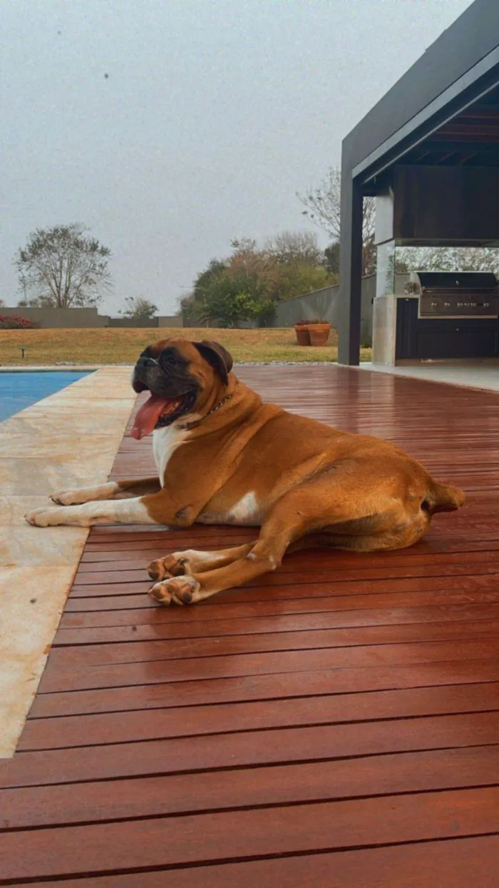 Cachorro ra a Boxer idade 6 ou mais anos nome Thor 