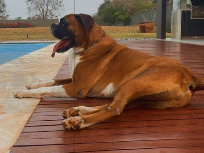 Cachorro ra a Boxer idade 6 ou mais anos nome Thor 