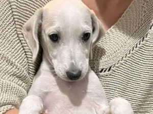 Cachorro raça SRD-ViraLata idade 7 a 11 meses nome Tapioca